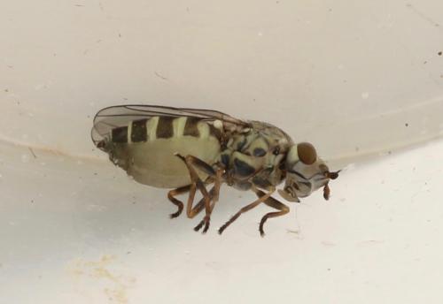 Réf. 320 933 : Chlorops strigulus